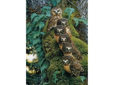 Puzzle Family Tree 1000 pezzi